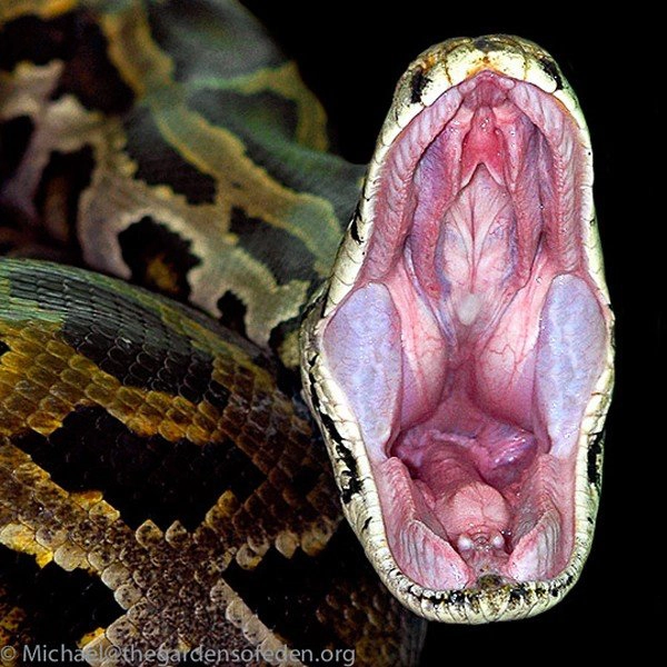 Trăn Miến Điện là một trong 6 loài rắn lớn nhất thế giới, là loài bản địa nhiều khu vực nhiệt đới và các khu vực bán nhiệt đới phía Nam và Đông Nam Á.