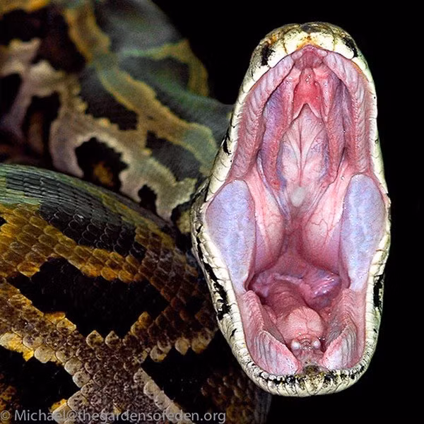 Trăn Miến Điện là một trong 6 loài rắn lớn nhất thế giới, là loài bản địa nhiều khu vực nhiệt đới và các khu vực bán nhiệt đới phía Nam và Đông Nam Á.