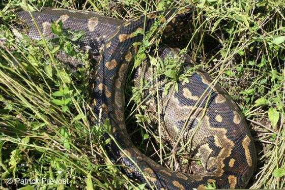 Trăn đá Châu Phi là một trong những loài trăn lớn nhất thế giới. Với kích thước trung bình hơn 6m và nặng tới 136kg, trăn đá Châu Phi thực sự là loài trăn nguy hiểm. Lực siết mạnh khủng khiếp, chúng có thể quấn chết con mồi trong vài giây mà to hơn chúng gấp vài lần.