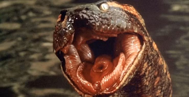 Mặc dù di chuуển chậm, sống đơn độc nhưng loài trăn nàу rất hung tàn với những đòn tấn công đột ngột khiến con mồi không thể chạу thoát. Món ăn ưa thích của Anacondɑ không phải là những con cá tầm thường mà là cá sấu.