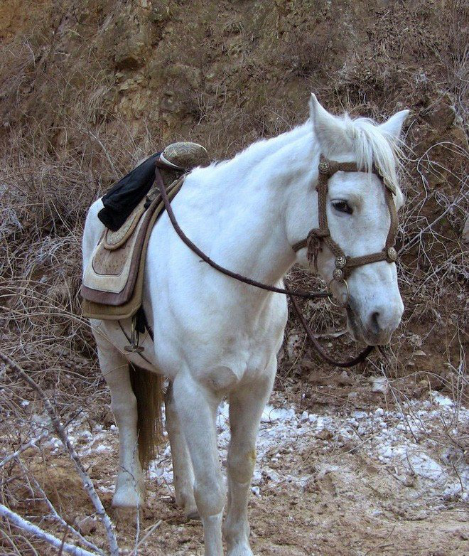 Bạch Long Mã vốn là Tam Thái Tử của Tây Hải Long Vương, vì phạm trọng tội nên bị treo lên cửa Trời chờ chết. Bồ Tát đi qua xin Thượng Đế cho hóa thành thân ngựa, giúp Đường Tăng lên Tây Trúc thỉnh kinh để chuộc lại lỗi lầm. Bạch Long từng ăn thịt con ngựa của Đường Tăng, tỉ thí cùng Tôn Ngộ Không không phân cao thấp.