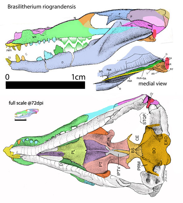 Dưới kính hiển vi, họ đã phát hiện ra “loại răng thay thế chỉ có ở động vật có vú”. “Đây là một loài động vật có vú rất, rất nhỏ. Có thể đó là một loài động vật đào hang sống trong bóng tối”, nhà khoa học này cho biết.