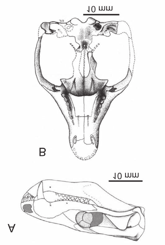 Brasilodon quadrangularis xuất hiện từ 225 triệu năm trước. Đây là khoảng thời gian 25 triệu năm sau sự kiện tuyệt chủng hàng loạt kỷ Permi-Trias.