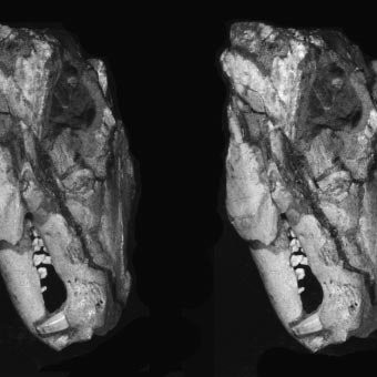 Nhóm nghiên cứu đã dựa vào manh mối do hóa thạch của các mô cứng như xương và răng. Lý do là vì các tuyến sữa của động vật có vú đã không được bảo tồn trong bất kỳ hóa thạch nào được tìm thấy cho đến nay.
