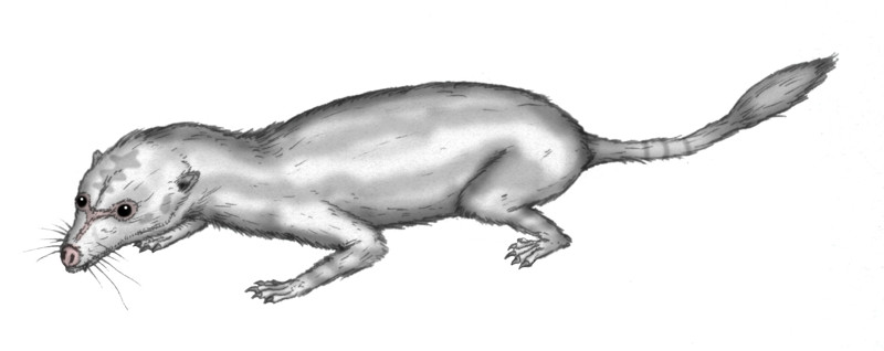 Một khám phá khác được thực hiện bởi các nhà nghiên cứu từ Bảo tàng Lịch sử Tự nhiên ở London, King's College London (Anh) và Đại học Liên bang Rio Grande do Sul ở Porto Alegre (Brazil).