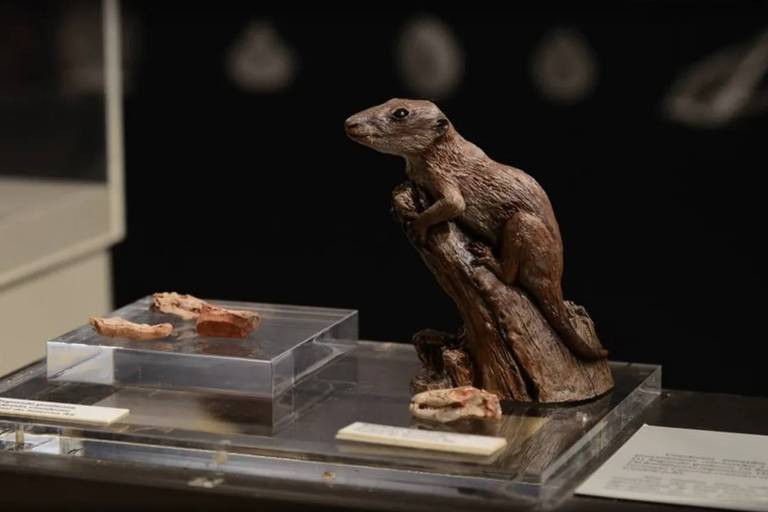 Khám phá được thực hiện bởi các nhà nghiên cứu từ Bảo tàng Lịch sử tự nhiên ở London, King's College London - Anh và Đại học Liên bang Rio Grande do Sul ở Porto Alegre - Brazil.