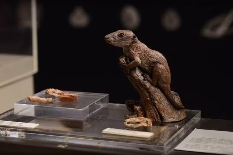 Khám phá được thực hiện bởi các nhà nghiên cứu từ Bảo tàng Lịch sử tự nhiên ở London, King's College London - Anh và Đại học Liên bang Rio Grande do Sul ở Porto Alegre - Brazil.