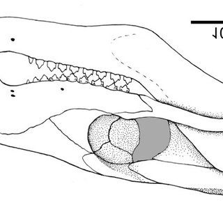 Theo bà Martha Richter - tác giả cao cấp của nghiên cứu, Brasilodon quadrangularis từng được cho là một “loài bò sát tiên tiến”. Tuy nhiên, việc kiểm tra răng của nó cho thấy, “chắc chắn” đây là một loài động vật có vú.