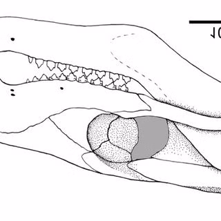 Theo bà Martha Richter - tác giả cao cấp của nghiên cứu, Brasilodon quadrangularis từng được cho là một “loài bò sát tiên tiến”. Tuy nhiên, việc kiểm tra răng của nó cho thấy, “chắc chắn” đây là một loài động vật có vú.