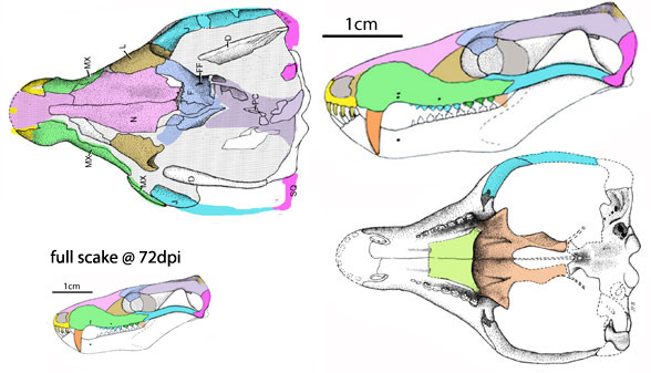 Bà Martha Richter cho biết, những phát hiện này đã góp phần vào sự hiểu biết của con người về cảnh quan sinh thái của thời kỳ đó, cũng như sự tiến hóa của các loài động vật có vú hiện đại.