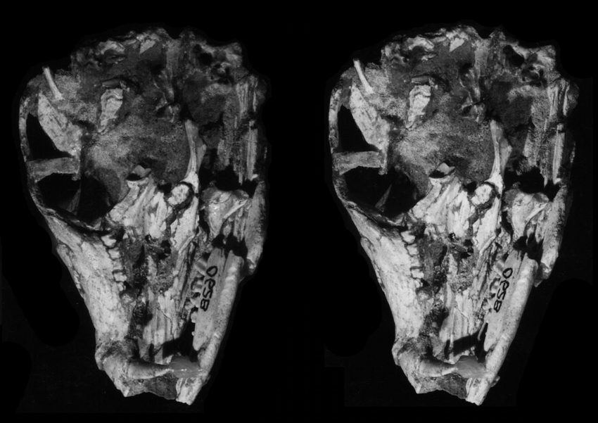 Trước đó, Morganucodon được coi là động vật có vú đầu tiên. Nghiên cứu từ những chiếc răng cho thấy, loài này có niên đại khoảng 205 triệu năm. Morganucodon có thân hình nhỏ giống chuột túi và khuôn mặt dài tương tự chuột chù hoặc cầy hương.