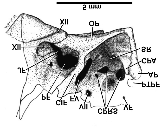 Brasilodon quadrangularis là loài động vật có xương sống lâu đời nhất đã tuyệt chủng sở hữu cả răng sữa và vĩnh viễn. Các đồng nghiệp đã kiểm tra ba chiếc hàm dưới của loài này. Chúng từng sống ở khu vực ngày nay được bao phủ bởi phần cực Nam của Brazil.