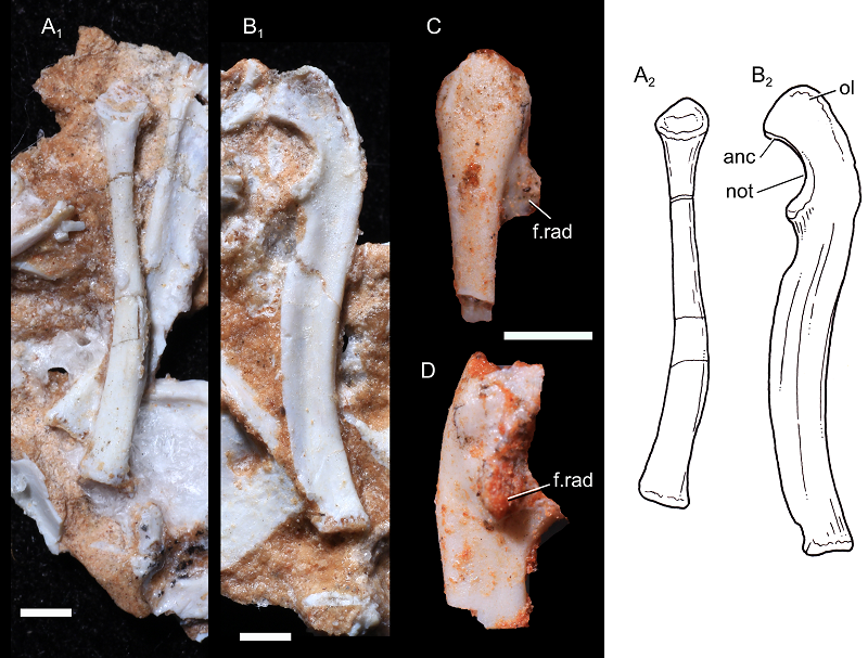 Mới đây, các nhà khoa học đã phát hiện hài cốt hóa thạch Brasilodon quadrangularis xưa hơn đến 20 triệu năm so với loài động vật có vú cổ đại từng giữ kỷ lục trước đó. Phát hiện được các nhà nghiên cứu ca ngợi là "rất quan trọng".