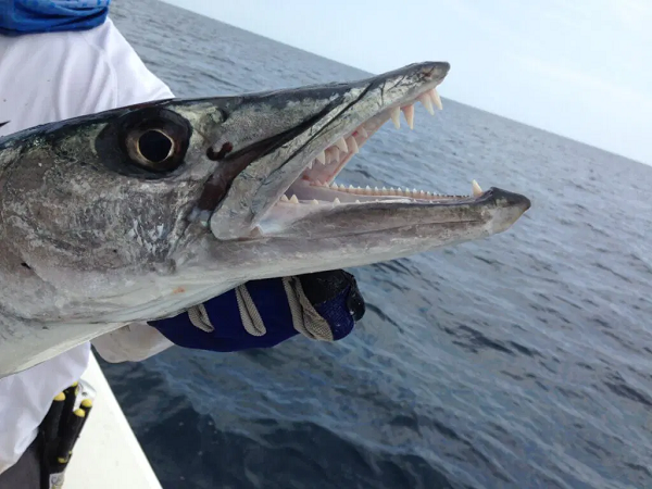  7. Barracuda (Cá nhồng Châu Âu) giống như những quả ngư lôi sống với bộ hàm dài tới gần 10cm và hàm răng sắc nhọn. Chúng săn mồi bằng cách ngụy trang thông qua việc thay đổi màu sắc cơ thể để hòa vào môi trường xung quanh.