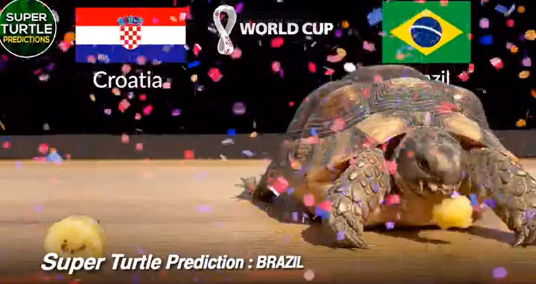 Trong khi đó, thần rùa Super Turtle Predictions đang là "ngôi sao mạng xã hội" với nhiều dự đoán tỉ số chính xác trong các giải bóng đá ngoại hạng Anh, Pháp, cúp C1, hay Olympic Tokyo 2020, Copa America 2021.