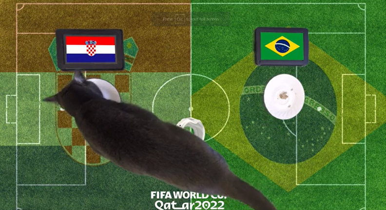 Trước trận đấu Croatia vs Brazil, nhà tiên tri động vật là thần rùa trổ tài dự đoán bóng đá với kết quả cuối cùng chiến thắng thuộc về đội tuyển Brazil, trong khi đó, mèo tiên tri dự đoán Croatia chiến thắng.