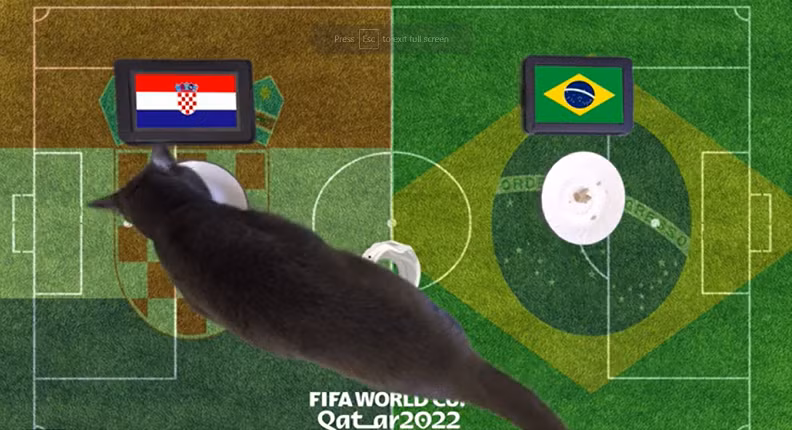 Trước trận đấu Croatia vs Brazil, nhà tiên tri động vật là thần rùa trổ tài dự đoán bóng đá với kết quả cuối cùng chiến thắng thuộc về đội tuyển Brazil, trong khi đó, mèo tiên tri dự đoán Croatia chiến thắng.
