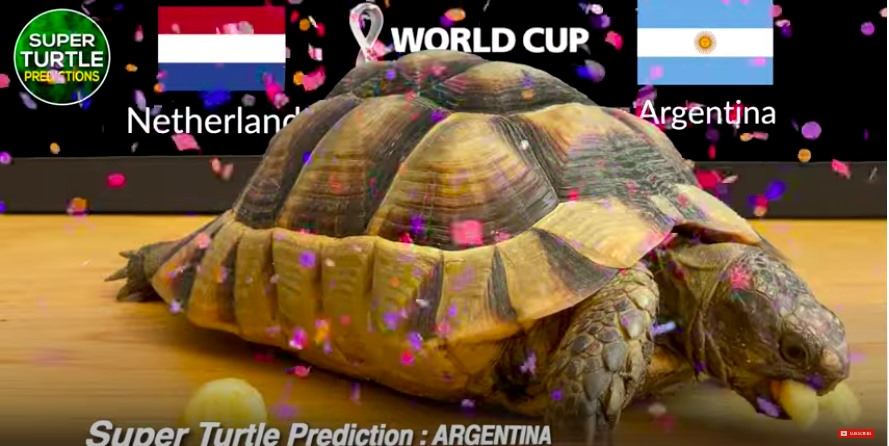 Trước trận đấu Hà Lan vs Argentina, nhà tiên tri động vật là thần rùa dự đoán chiến thắng nghiêng về đội tuyển Argentina.