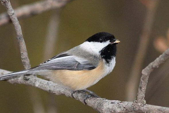  3. Bạc má mũ đen là một loài chim trong họ Paridae, là biểu tượng cho một số bang ở Hoa kỳ. Loài chim này có khả năng hạ thấp nhiệt độ cơ thể của nó trong đêm mùa đông lạnh chính vì thế giúp chúng có thể chống chọi được với sự lạnh giá khá tốt.