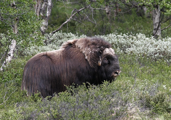  2. Bò xạ hương: Một trong những loài động vật sống trên lãnh nguyên xuất hiện ở khu vực từ Siberia đến Greenland là loài bò xạ hương. Loài này có cái tên nổi bật, được đặt theo mùi hăng khó chịu thoát ra trong mùa động đực.