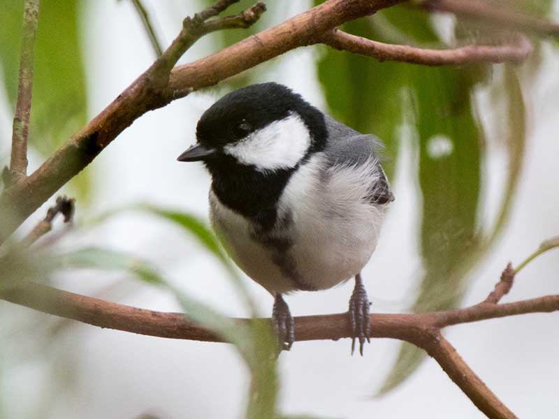 Đây là loài chim thân thiện với con người, chúng có thể tiếp cận và ăn thức ăn trên tay người.