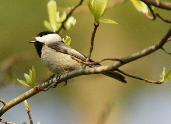 Bạc má mũ đen là loài chim nhỏ nhưng chắc nịch, sinh sống ở đồng rừng với mỏ ngắn và mập. Chúng là những loài chim dễ thích nghi, với thức ăn hỗn hợp, bao gồm các loại hạt và sâu bọ.