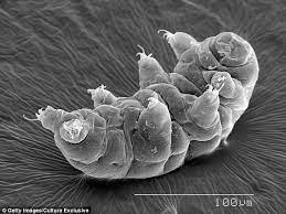 Tardigrades không chỉ có thể sống sót trong những điều kiện này mà còn thoát ra khỏi tình trạng khô cứng mà không hề bị tổn thương. Một nghiên cứu gần đây đã tái sinh những con gấu nước bị đóng băng vào năm 1983, và chúng có thể tiếp tục sống và sinh sản sau hơn 30 năm.