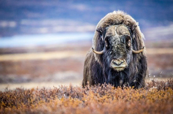 Lớp lông rậm rạp và dày nổi bật được làm từ nhiều lớp, với phần bên ngoài - được gọi là lớp lông bảo vệ - che phủ cho lớp lông thứ hai bên dưới, ngắn hơn, đem lại khả năng giữ ấm tăng cường trong những tháng lạnh nhất.