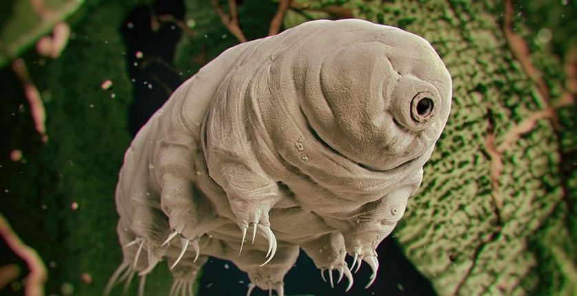  1. Tardigrades (gấu nước): Những vi sinh vật này có thể tồn tại bất cứ môi trường nào, cho dù đó là nhiệt độ cao hay thấp, lượng bức xạ lớn, không có nước hay thậm chí là trong môi trường chân không.