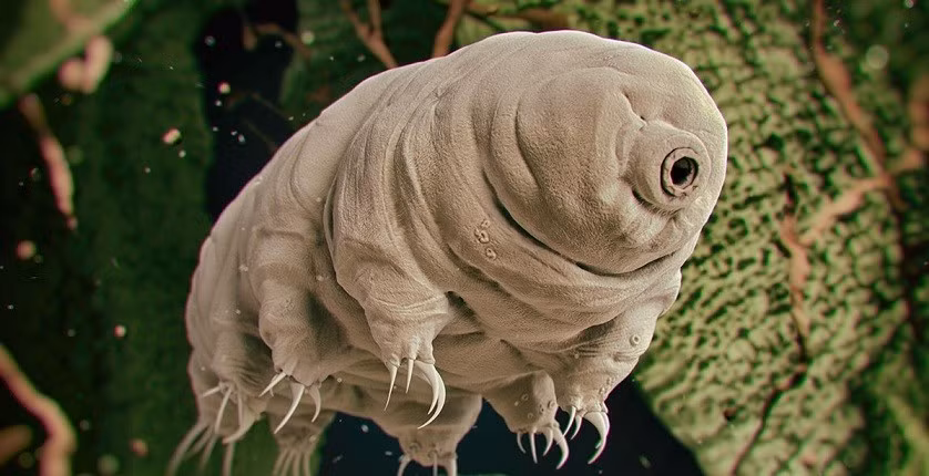 1. Tardigrades (gấu nước): Những vi sinh vật này có thể tồn tại bất cứ môi trường nào, cho dù đó là nhiệt độ cao hay thấp, lượng bức xạ lớn, không có nước hay thậm chí là trong môi trường chân không.