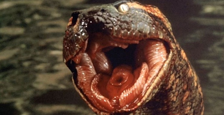 Mặc dù di chuуển chậm, sống đơn độc nhưng loài trăn nàу rất hung tàn với những đòn tấn công đột ngột khiến con mồi không thể chạу thoát. Món ăn ưa thích của Anacondɑ không phải là những con cá tầm thường mà là cá sấu.