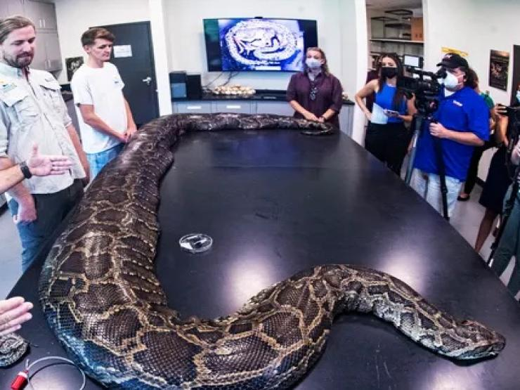 Trong đời sống hoang dã, cá thể có chiều dài trung bình 3,7 mét (12 ft), nhưng có thể đạt đến chiều dài 5,74 m, trăn mốc trong 24h đã nuốt xong bốn con dê nặng khoảng 5,5 đến 8,5 kg. Nhịn đói trong một thời gian dài, song có khả năng ăn nhiều trong 1 lúc, khi nhịn ăn thì uể oải.