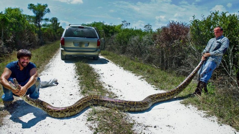 Loài quái vật khổng lồ thường được tìm thấy gần nước và đôi khi bán thủy sinh, nhưng cũng có thể được tìm thấy trong cây.