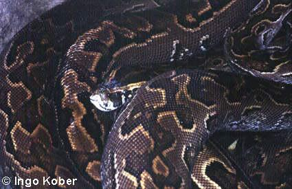 Trăn đá Châu Phi thường sinh sống ở các đồng cỏ, khu vực gần bờ nước (sông, suối, đầm lầy...) hay vùng cận rừng. Chúng thường có màu nâu, olive, xám và màu xám trắng. Trăn đá Châu Phi có tuổi thọ trung bình là 12 năm.