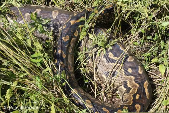 Trăn đá Châu Phi là một trong những loài trăn lớn nhất thế giới. Với kích thước trung bình hơn 6m và nặng tới 136kg, trăn đá Châu Phi thực sự là loài trăn nguy hiểm. Lực siết mạnh khủng khiếp, chúng có thể quấn chết con mồi trong vài giây mà to hơn chúng gấp vài lần.