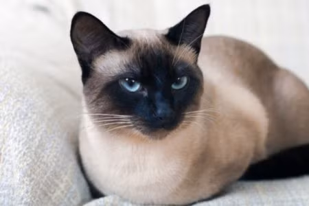 Ngoài ra, Tổng thống Gerald Ford và Jimmy Carter cũng đã nuôi mèo Xiêm trong nhà nhà trắng. Có lẽ chính vì mèo quý tộc Xiêm La là con cưng của tầng lớp quý tộc, hoàng tộc nên nó được coi là giống mèo may mắn có thể mang lại vượng khí cho gia chủ.