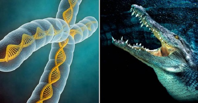 Trong một nghiên cứu được công bố trên tạp chí Herpetology, John Finger - chuyên gia đã có hơn 13 năm nghiên cứu về cá sấu cho biết, máu cá sấu có chứa huyết thanh đặc biệt, giúp kháng độc khi bị rắn cắn và cá sấu có thể ăn thịt rắn độc mà không gặp nguy hiểm.