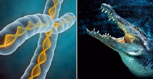 Trong một nghiên cứu được công bố trên tạp chí Herpetology, John Finger - chuyên gia đã có hơn 13 năm nghiên cứu về cá sấu cho biết, máu cá sấu có chứa huyết thanh đặc biệt, giúp kháng độc khi bị rắn cắn và cá sấu có thể ăn thịt rắn độc mà không gặp nguy hiểm.