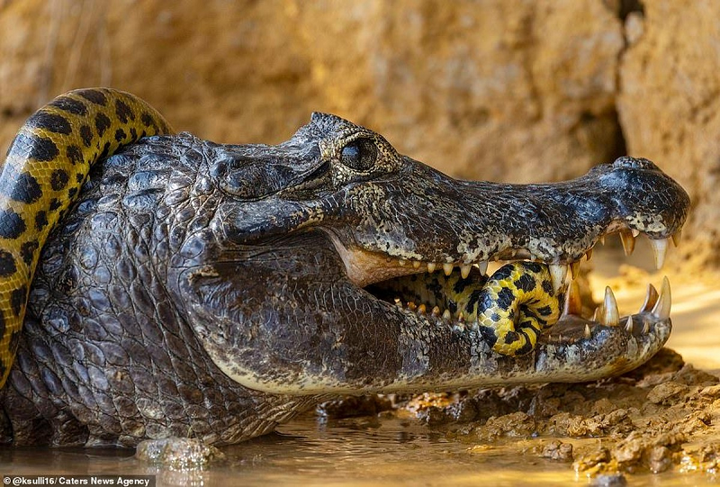 Tuy nhiên, trên thực tế, cá sấu và rắn rất ít khi “va chạm”. Rắn độc cũng không phải con mồi yêu thích của cá sấu.