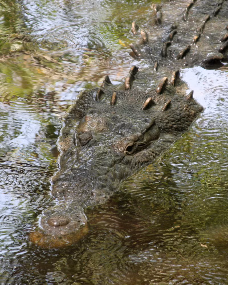 Trong môi trường tự nhiên, vô tình cá sấu con lại trở thành miếng mồi ngon và dễ kiếm cho loài trăn nên chúng vẫn bị những con trăn khổng lồ săn tìm.
