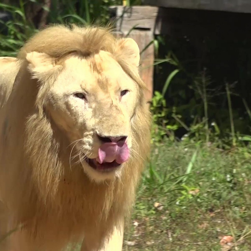 Trong khi đó, “nhà tiên tri” khác là chú sư tử Chao Boy của vườn thú Khon Khaen (Thái Lan) chưa đưa ra dự đoán của mình.