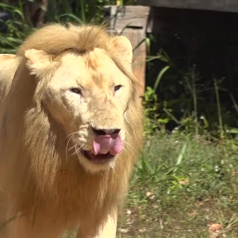 Trong khi đó, “nhà tiên tri” khác là chú sư tử Chao Boy của vườn thú Khon Khaen (Thái Lan) chưa đưa ra dự đoán của mình.
