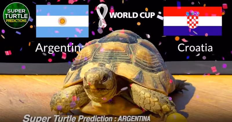 Trong khi đó, thần rùa Super Turtle Predictions đang là "ngôi sao mạng xã hội" với nhiều dự đoán tỉ số chính xác trong các giải bóng đá ngoại hạng Anh, Pháp, cúp C1, hay Olympic Tokyo 2020, Copa America 2021.
