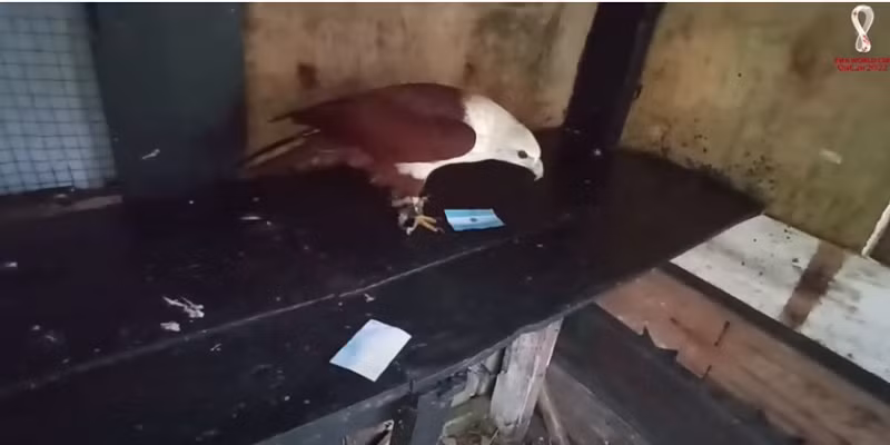 Một “nhà tiên tri” khác lại cho kết quả trái ngược. Chú đại bàng Romeo được ông chủ của mình cho dự đoán bằng cách lật ngửa lá cờ của đội thắng cuộc. Dự đoán cho trận bán kết, Romeo đã lựa chọn lật lá cờ của Argentina thay vì Croatia.