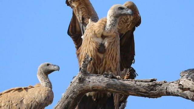 Nhưng dạ dày của chúng ta cũng chứa axit? Đúng là vậy, nhưng axit trong dạ dày kền kền mạnh hơn rất nhiều so với axit trong dạ dày người. Nó mạnh đến nỗi có thể ăn mòn một số kim loại.