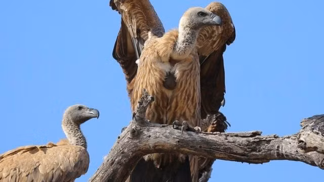 Nhưng dạ dày của chúng ta cũng chứa axit? Đúng là vậy, nhưng axit trong dạ dày kền kền mạnh hơn rất nhiều so với axit trong dạ dày người. Nó mạnh đến nỗi có thể ăn mòn một số kim loại.