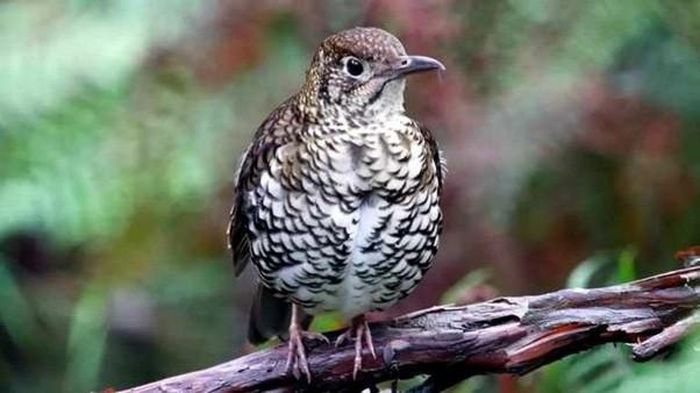  2. Loài chim “thả bom” để tìm kiếm thức ăn: Hoét đuôi ôliu (Zoothera lunulata) là một loài chim thuộc họ Hoét, chủ yếu ăn côn trùng, có kích thước trung bình được tìm thấy chủ yếu ở đông nam Australia và Tasmania.