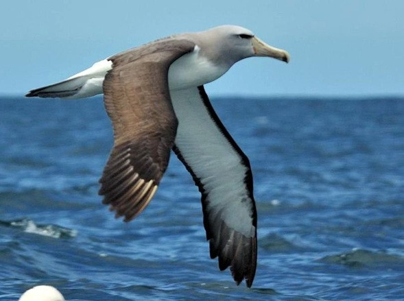  1. Loài chim không đổ mồ hôi: Trên thực tế, loài chim không bao giờ đổ mồ hôi. Cơ thể của chúng được hình thành theo cách mà chúng có thể dễ dàng di chuyển với trọng lượng của mình.