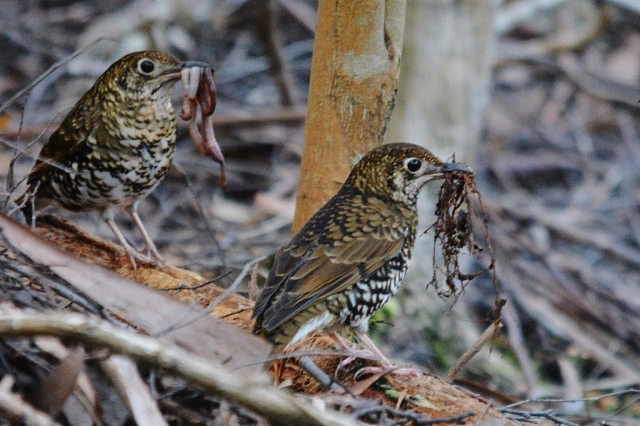 Khi đến khu vực cần săn bắt con mồi, lũ chim bắt đầu liên tục xì hơi, khiến những con sâu không thể ẩn mình, buộc phải bò đi nơi khác và bị lộ diện. Khi đó, những con chim sẽ dễ dàng tìm ra và ăn thịt chúng.