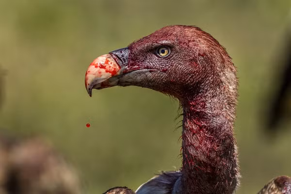 Tuy nhiên, trong dạ dày kền kền chứa axit rất mạnh (có độ PH gần bằng 0), giúp bảo vệ chúng khỏi vi khuẩn độc hại.